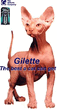 cat_gilette_1_.jpg