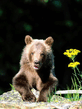 foto240x320_ru_animal_birds_0107.jpg