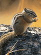 foto240x320_ru_animal_birds_0113.jpg