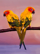 foto240x320_ru_animal_birds_0122.jpg