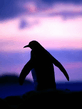 foto240x320_ru_animal_birds_0123.jpg