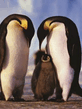 foto240x320_ru_animal_birds_0125.jpg