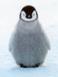 foto240x320_ru_animal_birds_0126.jpg