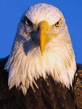 foto240x320_ru_animal_birds_0128.jpg