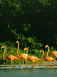 foto240x320_ru_animal_birds_0129.jpg