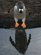 foto240x320_ru_animal_birds_0130.jpg