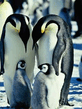 foto240x320_ru_animal_birds_0131.jpg