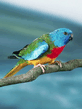 foto240x320_ru_animal_birds_0137.jpg