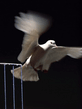 foto240x320_ru_animal_birds_0138.jpg