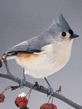 foto240x320_ru_animal_birds_0139.jpg