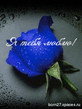 love_blue_rose.jpg