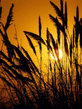 Voledar_Nature_341153.jpg