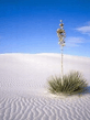 Voledar_Natur__135959.jpg