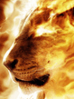 Lion_Fire.jpeg