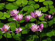 Water_lilies.jpg