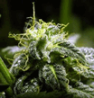 GANJA_83_.jpg