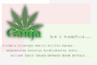 GANJA_66_.jpg