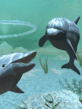Dolphins.gif
