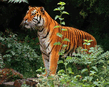tigr3_1.jpg