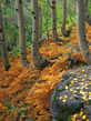 Voledar_Nature_402215.jpg