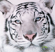 1252971123_white_tiger_01.jpg