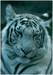 white_tiger7.jpg