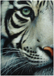 white_tigers_eye.jpg