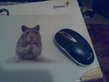 mouse.jpg