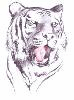 Tigr11.jpg