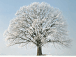 winter_wall008.jpg