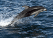 dolphin.jpg