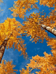 Voledar_Nature_205537.jpg