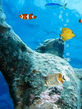 Ocean.jpg