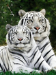WhiteFTiger.jpg