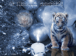 Tiger.gif