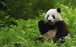 panda.jpg