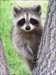 racoon.jpg