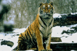 animal_001.jpg