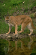 animal_003.jpg