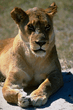 animal_030.jpg