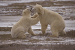 animal_064.jpg