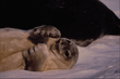 animal_065.jpg
