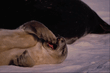 animal_066.jpg