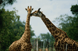 animal_068.jpg
