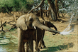 animal_069.jpg