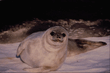 animal_067.jpg