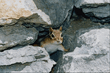animal_070.jpg
