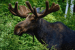 animal_071.jpg