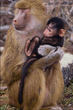 animal_072.jpg