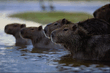 animal_073.jpg